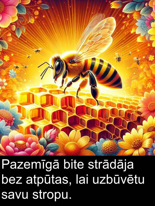 bez: Pazemīgā bite strādāja bez atpūtas, lai uzbūvētu savu stropu.