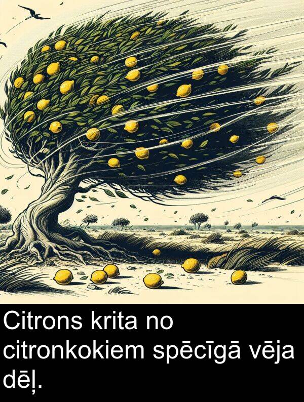 vēja: Citrons krita no citronkokiem spēcīgā vēja dēļ.