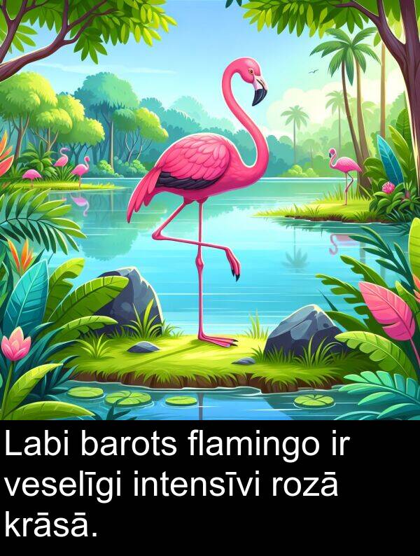 intensīvi: Labi barots flamingo ir veselīgi intensīvi rozā krāsā.