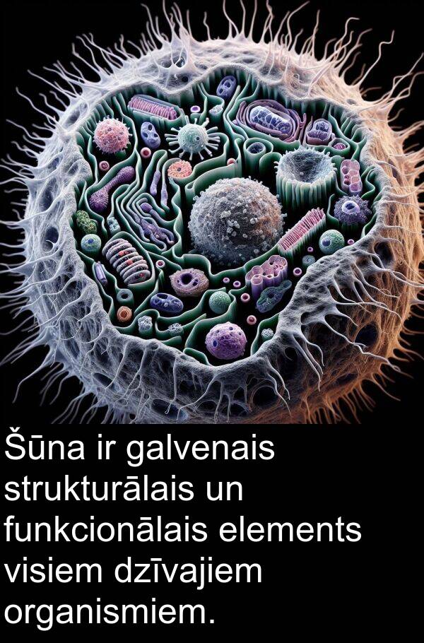 dzīvajiem: Šūna ir galvenais strukturālais un funkcionālais elements visiem dzīvajiem organismiem.