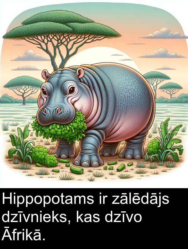 dzīvo: Hippopotams ir zālēdājs dzīvnieks, kas dzīvo Āfrikā.