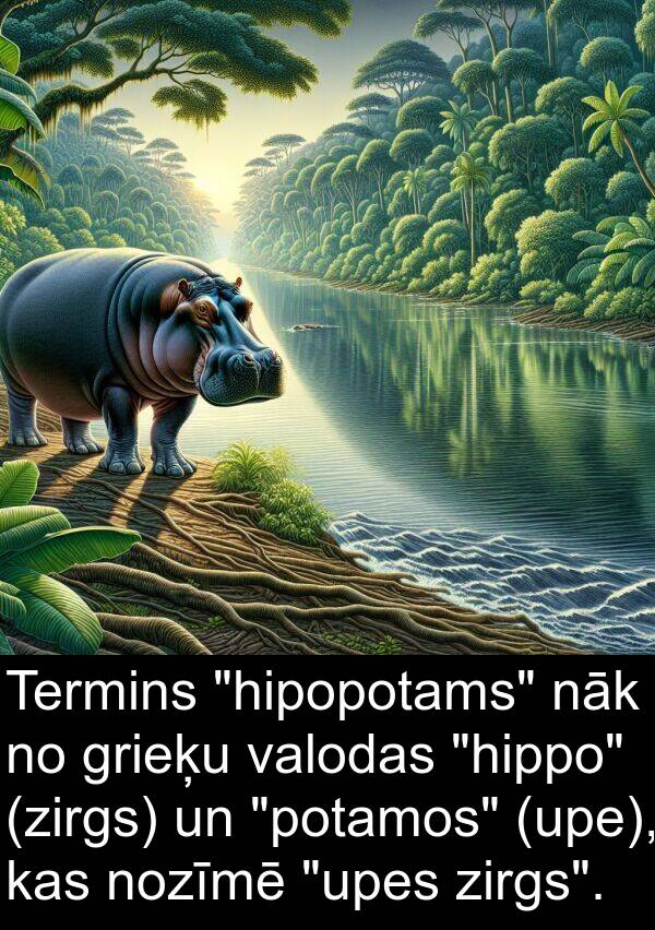 valodas: Termins "hipopotams" nāk no grieķu valodas "hippo" (zirgs) un "potamos" (upe), kas nozīmē "upes zirgs".