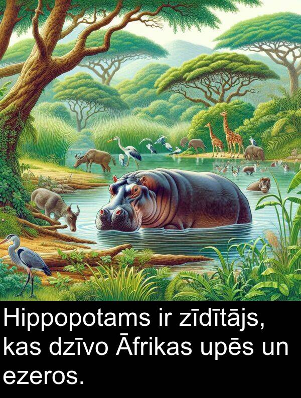 ezeros: Hippopotams ir zīdītājs, kas dzīvo Āfrikas upēs un ezeros.