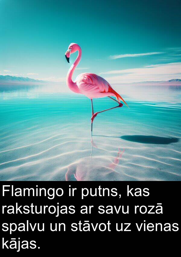 putns: Flamingo ir putns, kas raksturojas ar savu rozā spalvu un stāvot uz vienas kājas.