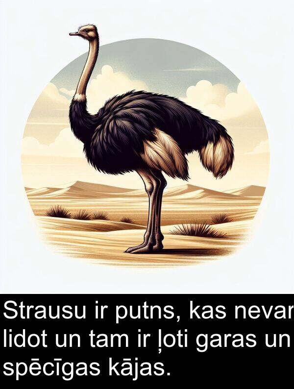 putns: Strausu ir putns, kas nevar lidot un tam ir ļoti garas un spēcīgas kājas.