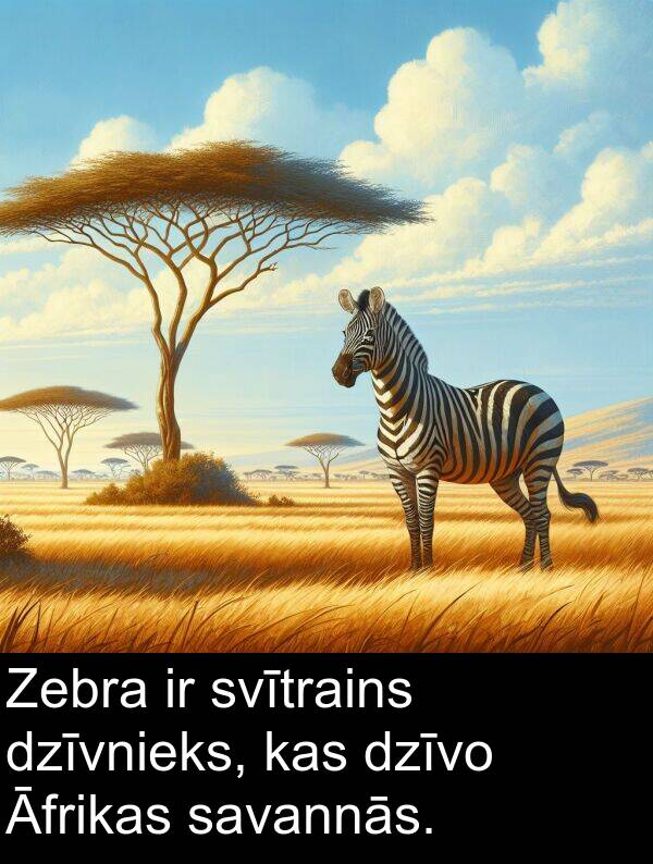 dzīvo: Zebra ir svītrains dzīvnieks, kas dzīvo Āfrikas savannās.