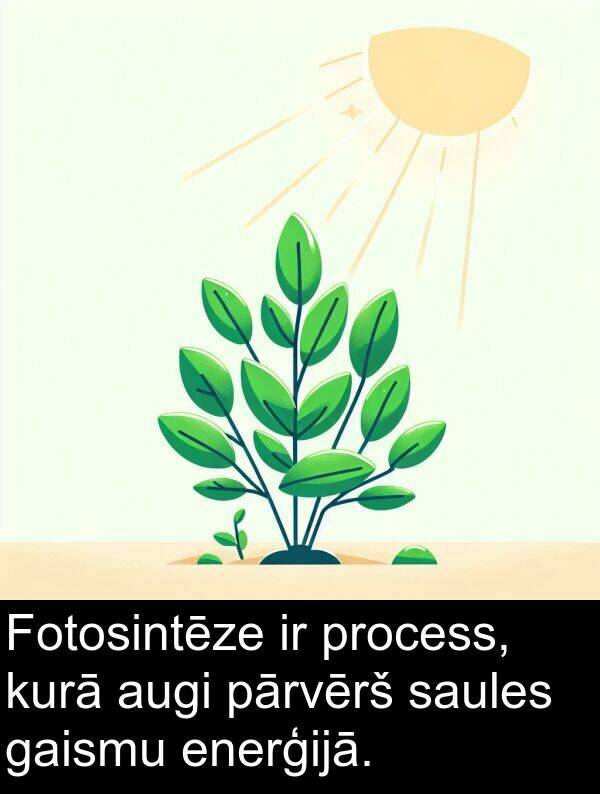 enerģijā: Fotosintēze ir process, kurā augi pārvērš saules gaismu enerģijā.