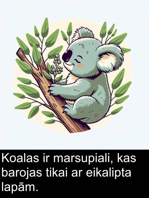 barojas: Koalas ir marsupiali, kas barojas tikai ar eikalipta lapām.