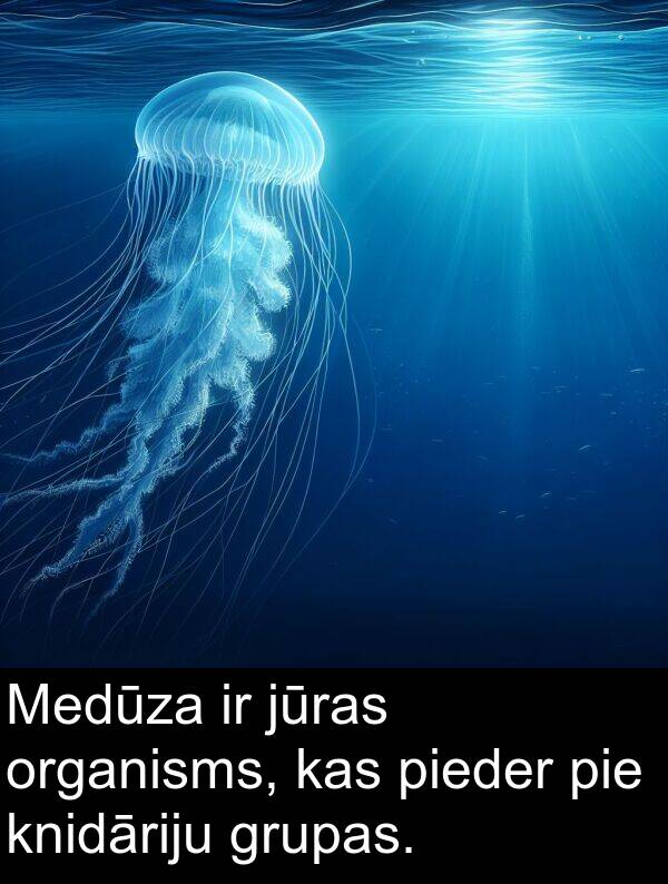 organisms: Medūza ir jūras organisms, kas pieder pie knidāriju grupas.