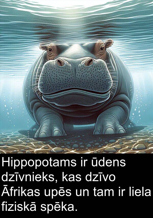 ūdens: Hippopotams ir ūdens dzīvnieks, kas dzīvo Āfrikas upēs un tam ir liela fiziskā spēka.