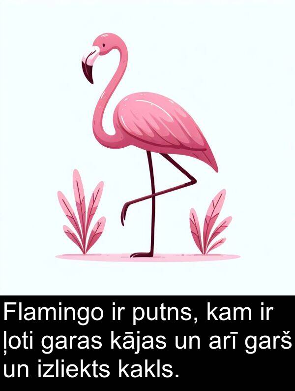 izliekts: Flamingo ir putns, kam ir ļoti garas kājas un arī garš un izliekts kakls.