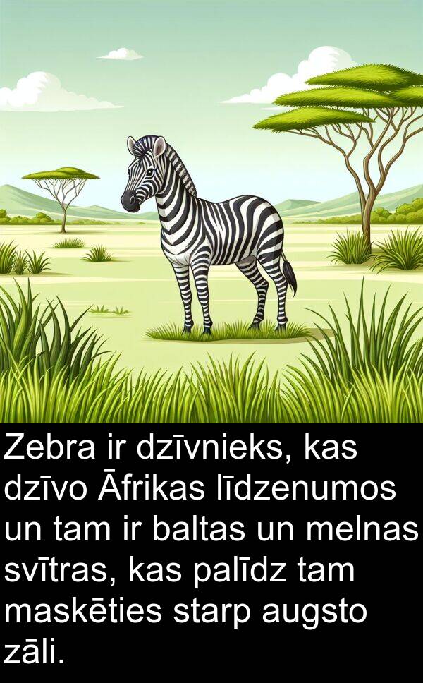 palīdz: Zebra ir dzīvnieks, kas dzīvo Āfrikas līdzenumos un tam ir baltas un melnas svītras, kas palīdz tam maskēties starp augsto zāli.