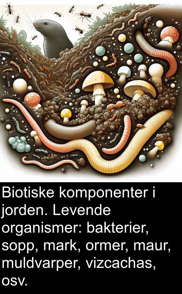 mark: Biotiske komponenter i jorden. Levende organismer: bakterier, sopp, mark, ormer, maur, muldvarper, vizcachas, osv.