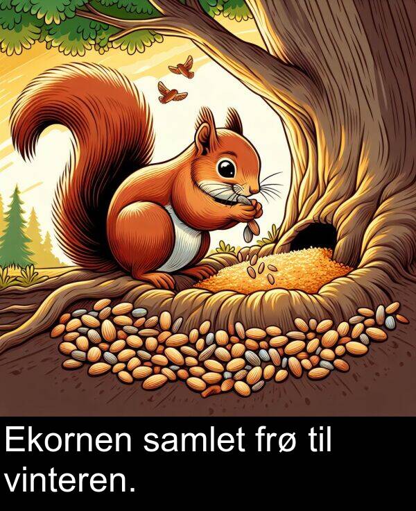 samlet: Ekornen samlet frø til vinteren.