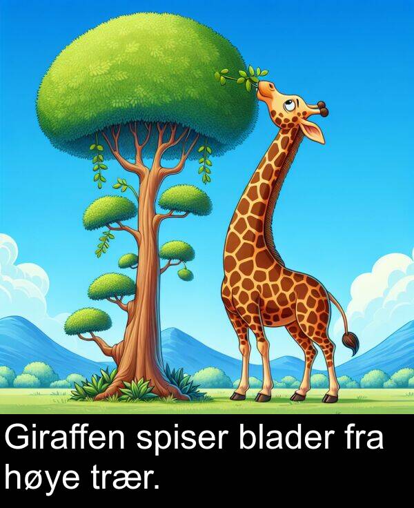 høye: Giraffen spiser blader fra høye trær.