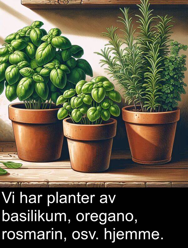 planter: Vi har planter av basilikum, oregano, rosmarin, osv. hjemme.