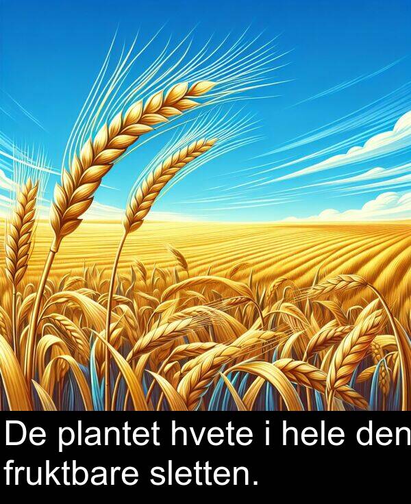 hele: De plantet hvete i hele den fruktbare sletten.