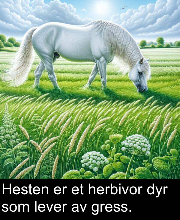 dyr: Hesten er et herbivor dyr som lever av gress.