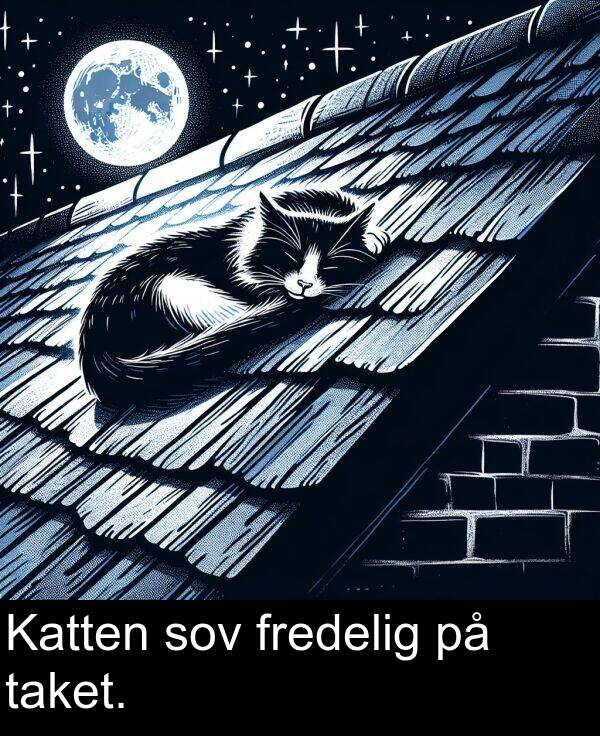 taket: Katten sov fredelig på taket.