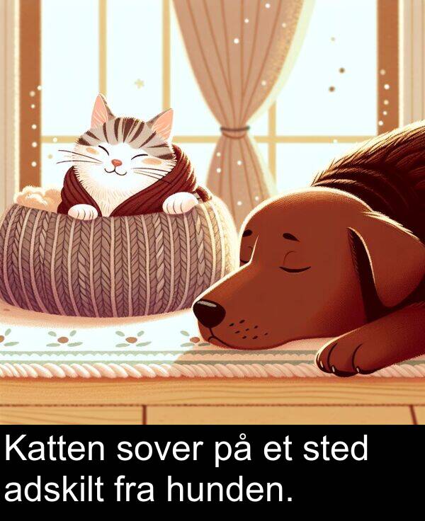 adskilt: Katten sover på et sted adskilt fra hunden.