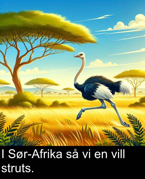 vill: I Sør-Afrika så vi en vill struts.