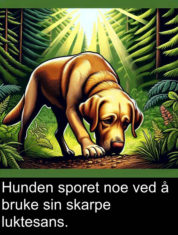 ved: Hunden sporet noe ved å bruke sin skarpe luktesans.