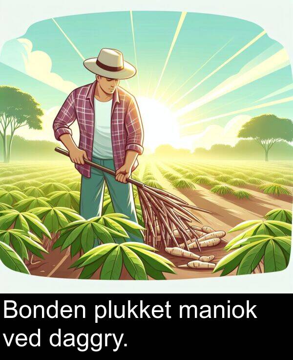 plukket: Bonden plukket maniok ved daggry.