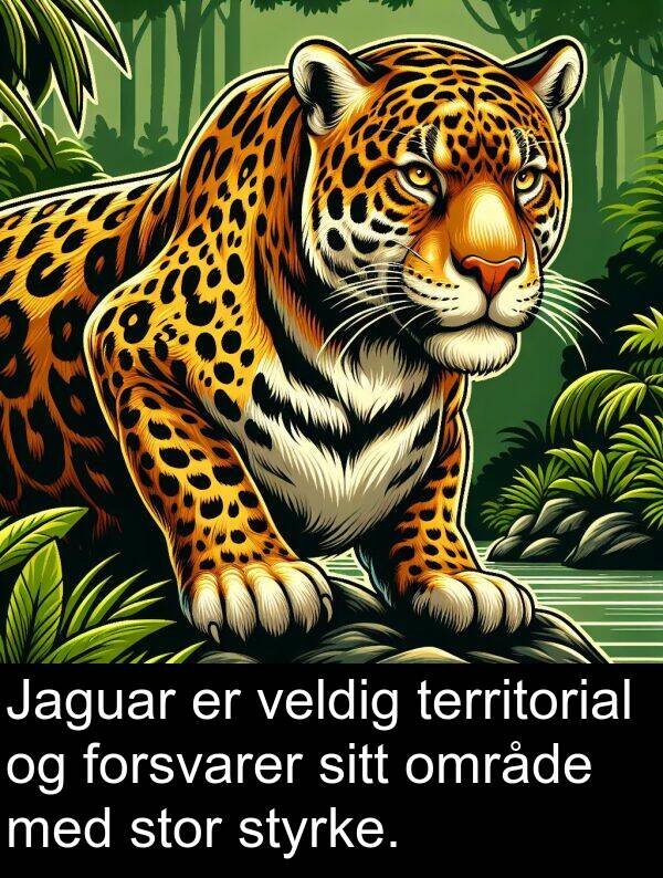 område: Jaguar er veldig territorial og forsvarer sitt område med stor styrke.