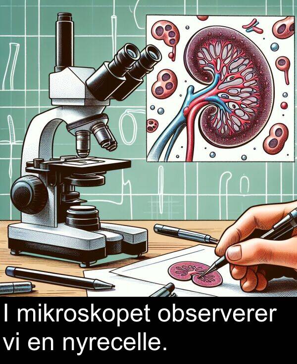 observerer: I mikroskopet observerer vi en nyrecelle.