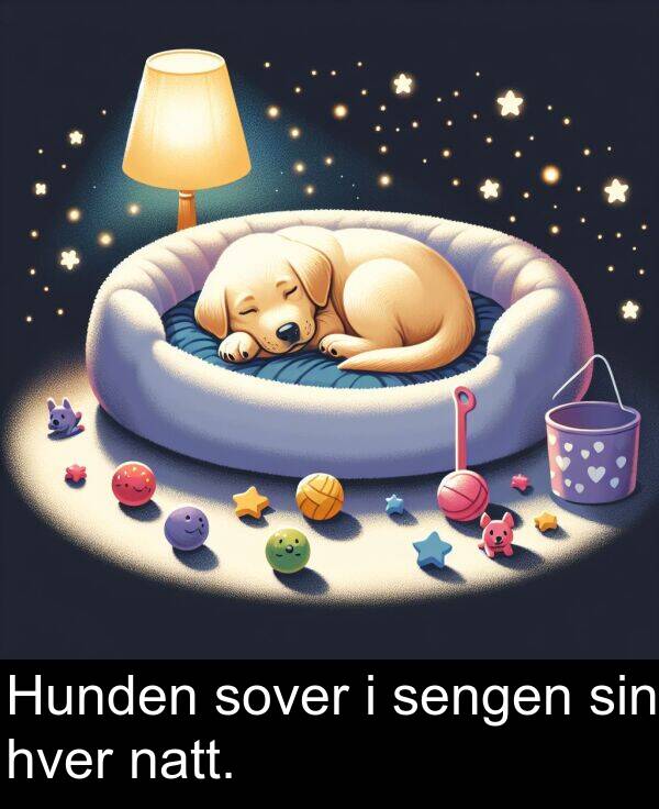 sengen: Hunden sover i sengen sin hver natt.