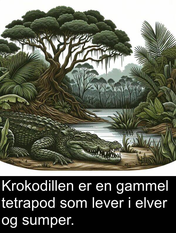 elver: Krokodillen er en gammel tetrapod som lever i elver og sumper.