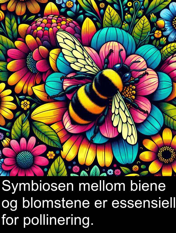 biene: Symbiosen mellom biene og blomstene er essensiell for pollinering.