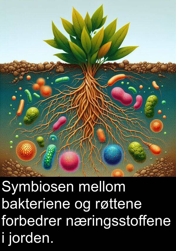 jorden: Symbiosen mellom bakteriene og røttene forbedrer næringsstoffene i jorden.