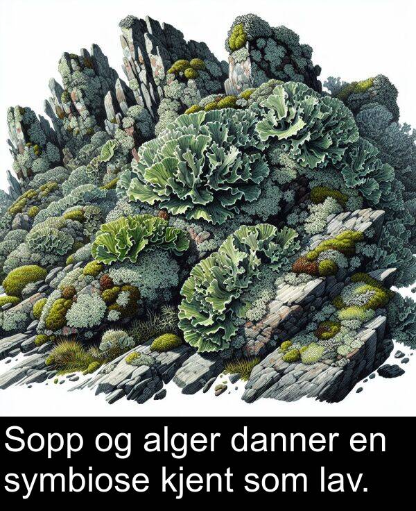 danner: Sopp og alger danner en symbiose kjent som lav.