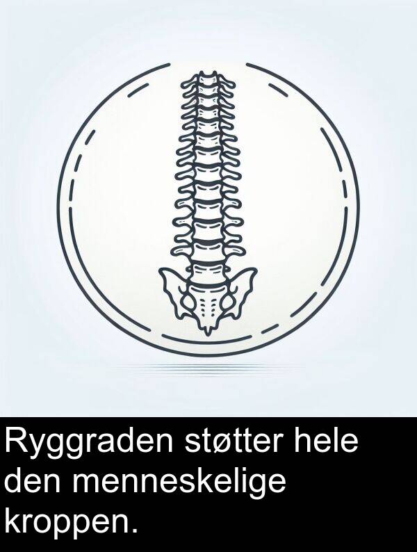 hele: Ryggraden støtter hele den menneskelige kroppen.