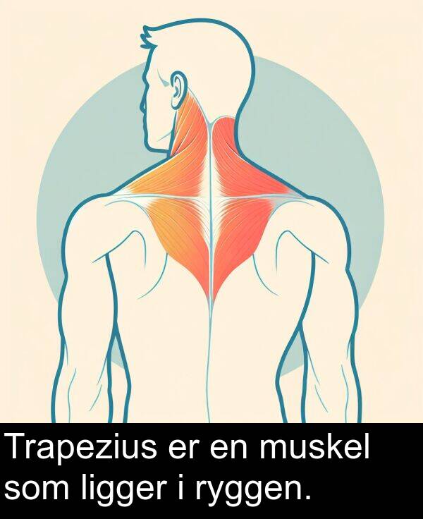 ligger: Trapezius er en muskel som ligger i ryggen.