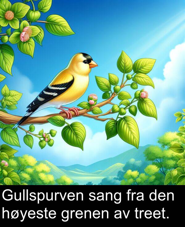 sang: Gullspurven sang fra den høyeste grenen av treet.