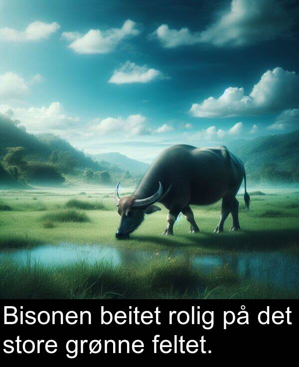 beitet: Bisonen beitet rolig på det store grønne feltet.