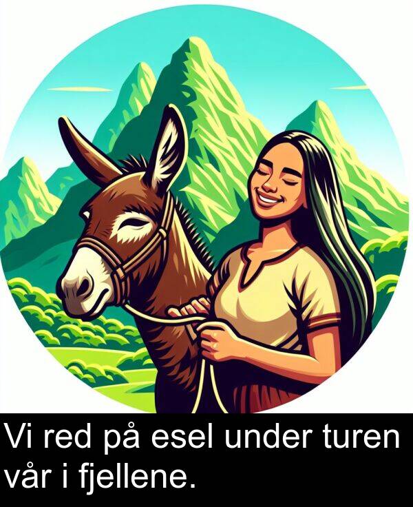 esel: Vi red på esel under turen vår i fjellene.