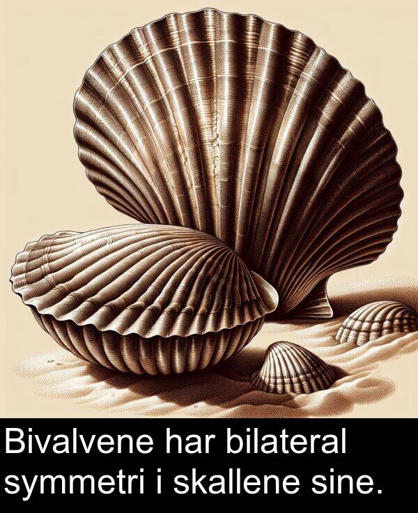 bilateral: Bivalvene har bilateral symmetri i skallene sine.