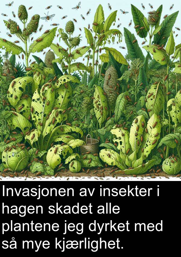 hagen: Invasjonen av insekter i hagen skadet alle plantene jeg dyrket med så mye kjærlighet.