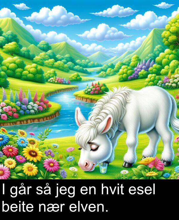 elven: I går så jeg en hvit esel beite nær elven.