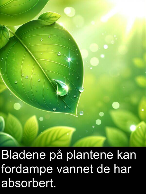 vannet: Bladene på plantene kan fordampe vannet de har absorbert.