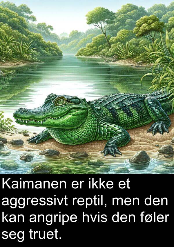 aggressivt: Kaimanen er ikke et aggressivt reptil, men den kan angripe hvis den føler seg truet.