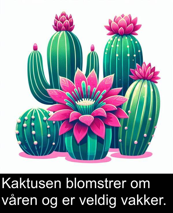 våren: Kaktusen blomstrer om våren og er veldig vakker.