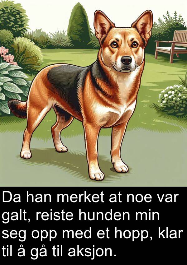 merket: Da han merket at noe var galt, reiste hunden min seg opp med et hopp, klar til å gå til aksjon.