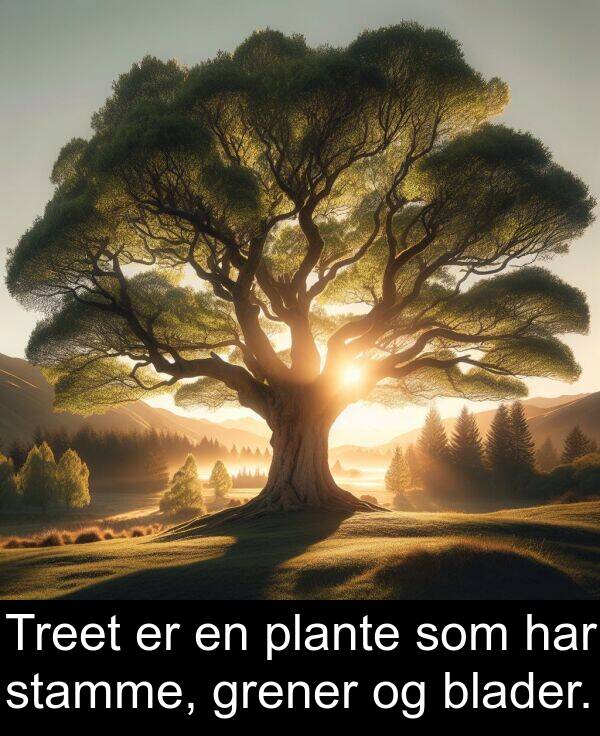 plante: Treet er en plante som har stamme, grener og blader.