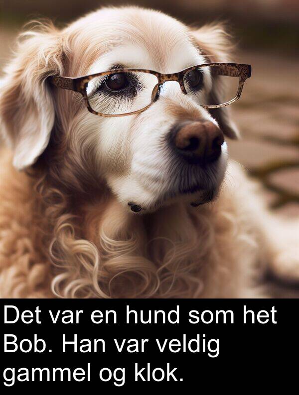 het: Det var en hund som het Bob. Han var veldig gammel og klok.