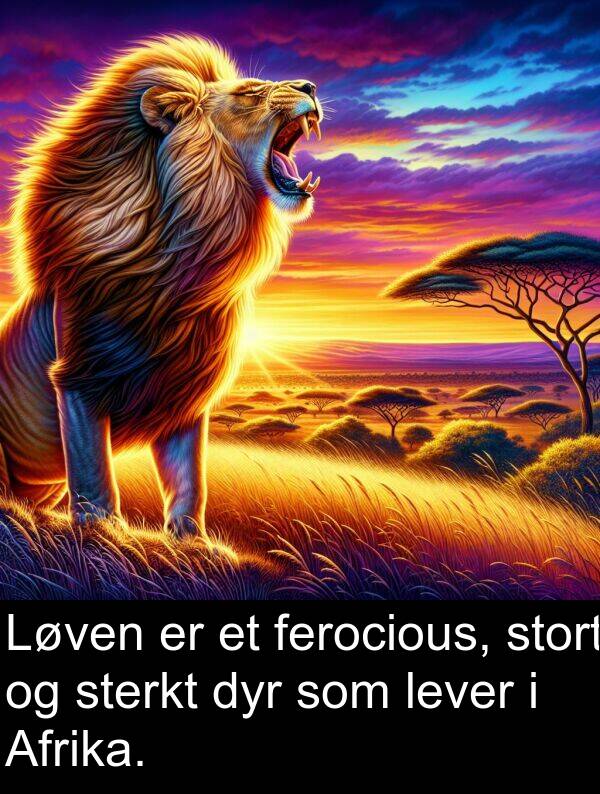 dyr: Løven er et ferocious, stort og sterkt dyr som lever i Afrika.