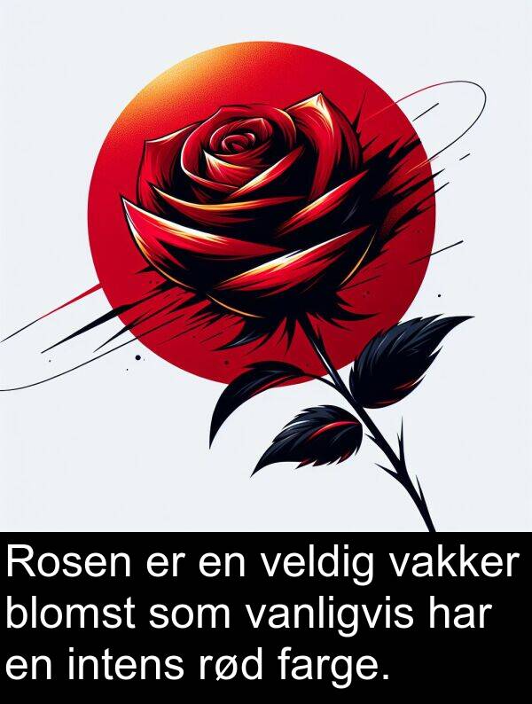 vakker: Rosen er en veldig vakker blomst som vanligvis har en intens rød farge.